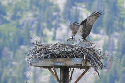 Osprey