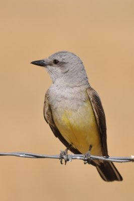 Western kingbird