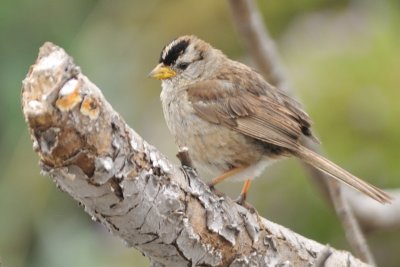 White-crowned sparrow