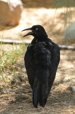 GReat-tailed Grackle