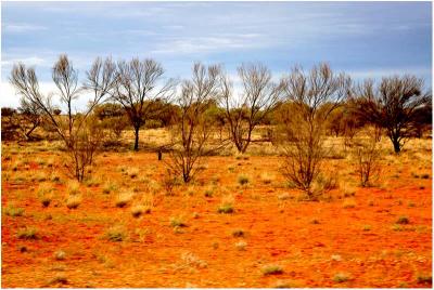 Red centre trees