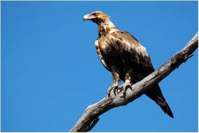 Wedge-tailed eagle imm - Arnhem highway (NT - Australia)