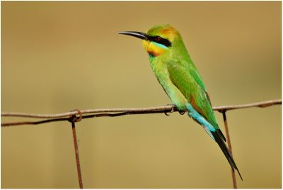 Rainbow bee-eater - Darwin (NT -Australia)