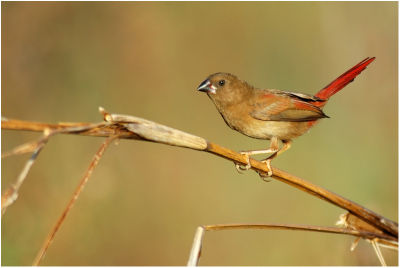 Crimson finch imm - Jabiru (Kakadu NP - NT - Australia)