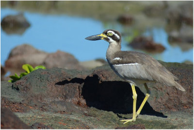 Beach thick-knee (Darwin - NT - Australia)