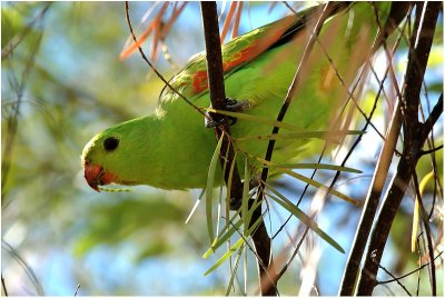 Orange-winged parrot (Katherine - NT - Australia)