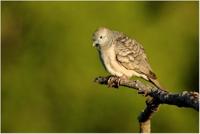 Peaceful dove (Darwin - NT - Australia)