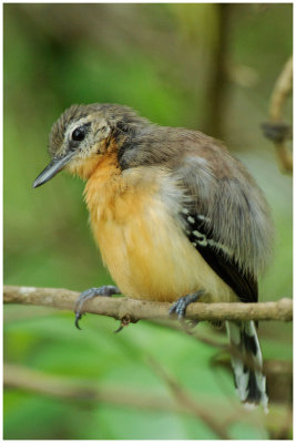 Formicivora grisea -  White-fringed Antwren - Grisin de Cayenne (femelle)