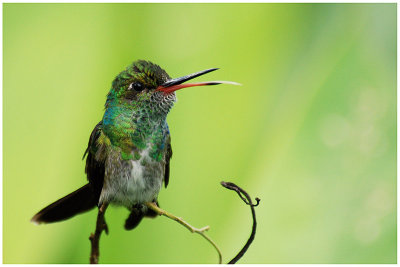 Amazilia fimbriata - Glittering-throated Emerald - Ariane de Linn