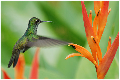 Amazilia fimbriata - Glittering-throated Emerald - Ariane de Linn