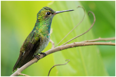 Amazilia fimbriata - Glittering-throated Emerald - Ariane de Linn