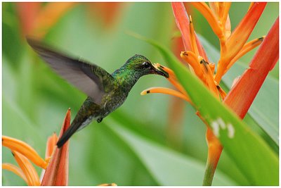 Amazilia fimbriata - Glittering-throated Emerald - Ariane de Linn