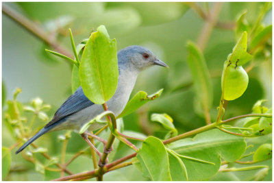 Conirostrum bicolor - Bicolored Conebill - Conirostre bicolore - Mle