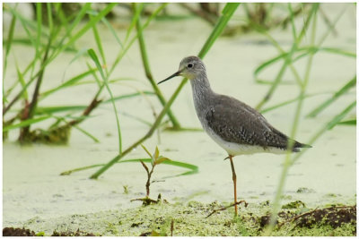 Petit Chevalier - Tringa flavipes - Lesser Yellowlegs