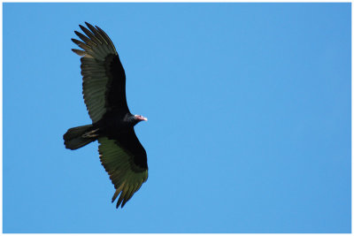 Urubu  tte rouge - Cathartes aura - Turkey Vulture