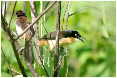 Donacobe  miroir - Donacobius atricapilla - Black-capped Mockingthrush