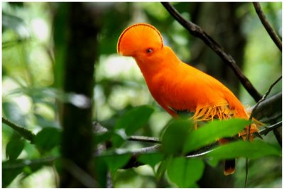 Coq-de-roche orange - Rupicola rupicola - Guianan Cock-of-the-rock