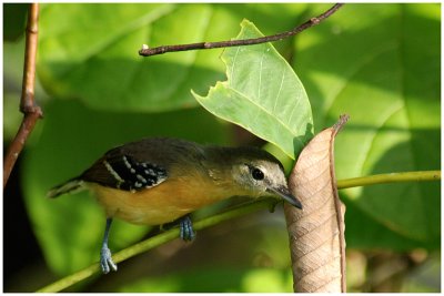 Formicivora grisea -  White-fringed Antwren - Grisin de Cayenne (femelle)