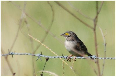 Bruant des savanes - Ammodramus humeralis - Grassland Sparrow
