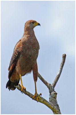 Buse rousstre - Buteogallus meridionalis - Savanna Hawk