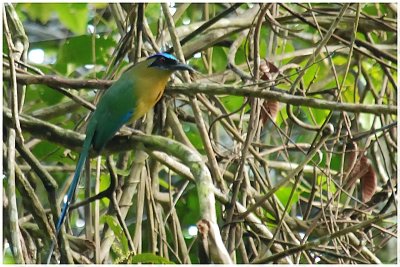 Motmot houtouc - Momotus momota - Blue-crowned Motmot