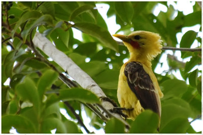 Pic jaune - Celeus flavus - Cream-colored Woodpecker