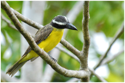 Tyran pitangua - Megarynchus pitangua - Boat-billed Flycatcher