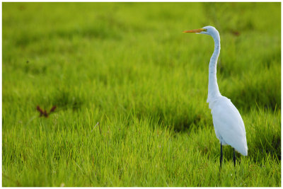 Grande Aigrette - Ardea alba - Great White Egret