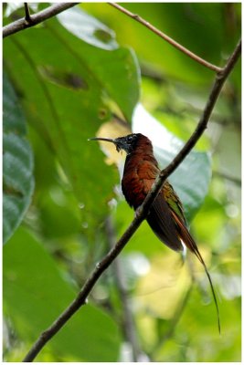 Colibri topaze - Topaza pella - Crimson Topaz