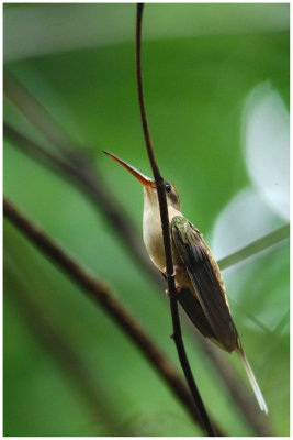 Ermite de Bourcier - Phaethornis bourcieri - Straight-billed Hermit