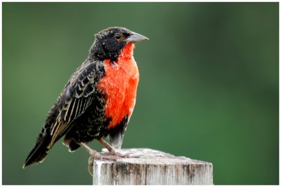 Sturnelle militaire - Sturnella militaris - Red-breasted Blackbird