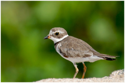 Pluvier semipalm - Charadrius semipalmatus - Semipalmated Plover