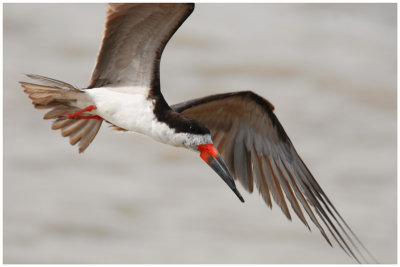 Bec-en-ciseaux noir - Rynchops niger - Black Skimmer