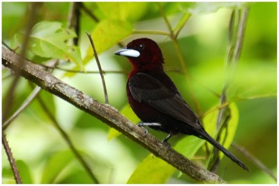 Tangara  bec d'argent - Ramphocelus carbo - Silver Beaked Tanager