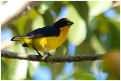 Organiste teit - Euphonia violacea - Violaceous Euphonia