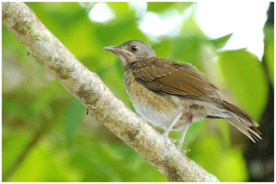 Merle leucomle - Turdus leucomelas - Pale-breasted Thrush