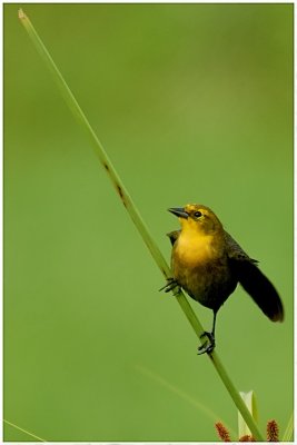 Carouge  capuchon - Chrysomus icterocephalus -  Yellow-hooded Blackbird (femelle)