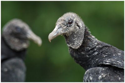 Urubu noir - Coragyps atratus - Black Vulture