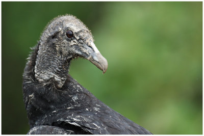 Urubu noir - Coragyps atratus - Black Vulture