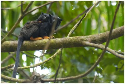 Tamarin  mains jaunes - Saguinas midas - Golden-handed tamarin