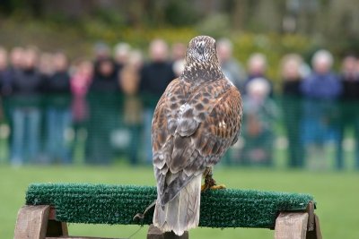 Bird of Prey Show