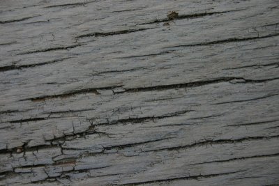 Bench Timber
