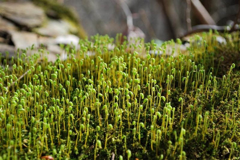 Moss World