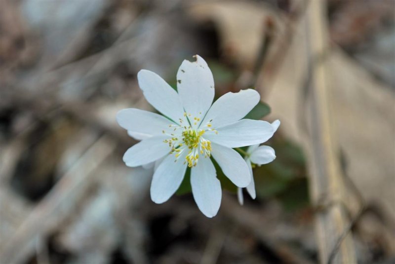Anemone