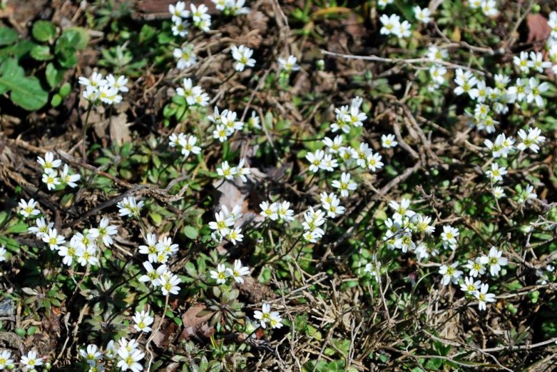 Chickweed