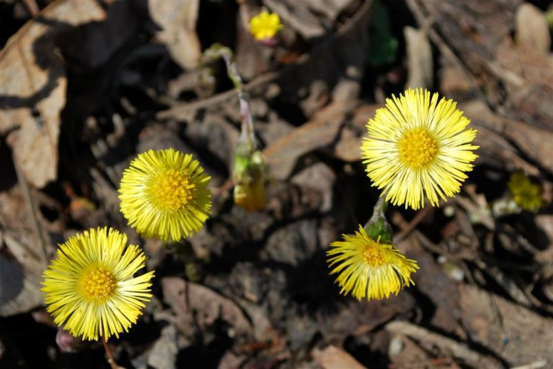 Coltsfoot