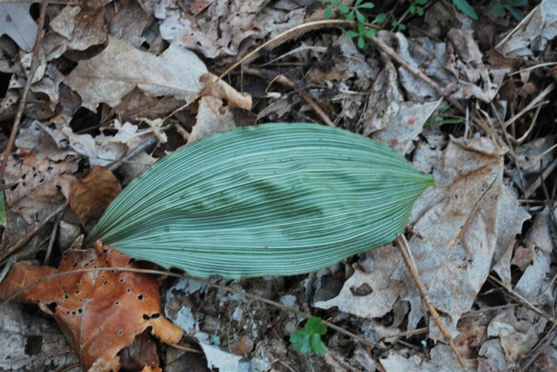 Adam and Eve Orchid