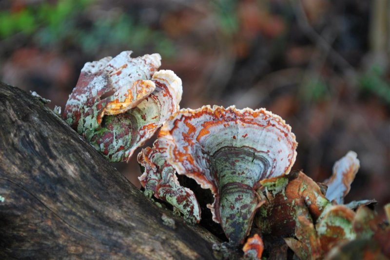 Turkey Tail Color