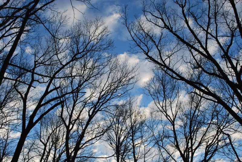 Morning Sky