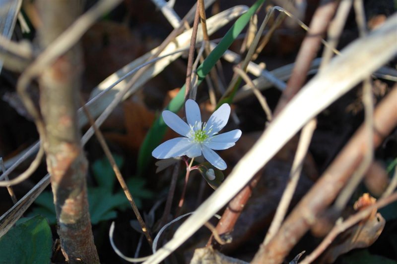 Anemone Rising